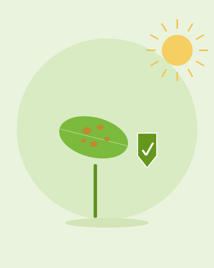 Illustration stylisée d'une feuille tachetée à côté d'un bouclier de protection vert — prévenir les maladies courantes des plantes, par SeedsChoice