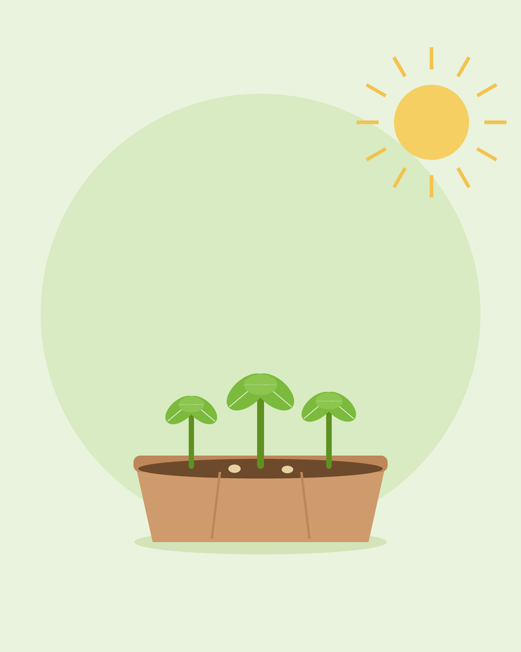Platte illustratie van een zaailade met drie jonge zaailingen in de zon — kweken vanuit zaad voor beginners, van SeedsChoice