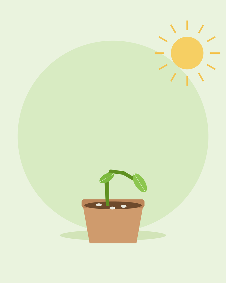 Illustration stylisée d'un plant affaissé à sa base dans un pot avec de la moisissure sur le sol — fonte des semis, par SeedsChoice