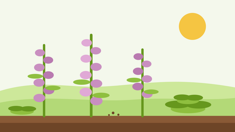 Are foxgloves biennial or perennial — flat illustration of three foxglove spires in flower with a leaf rosette in the foreground