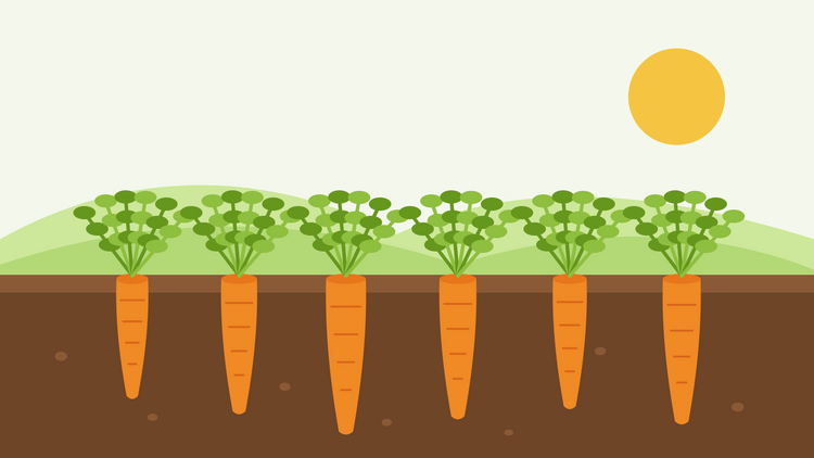 Wortels kweken uit zaad — platte illustratie van een rij oranje wortels in een doorsnede van de grond met vedervormige groene loof onder een laagstaande zon