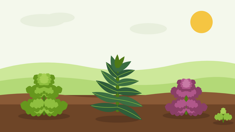 Hoe kwek je boerenkool uit zaad — platte illustratie van gekrulde boerenkool, cavolo nero en rode boerenkool in een winterse moestuinbak