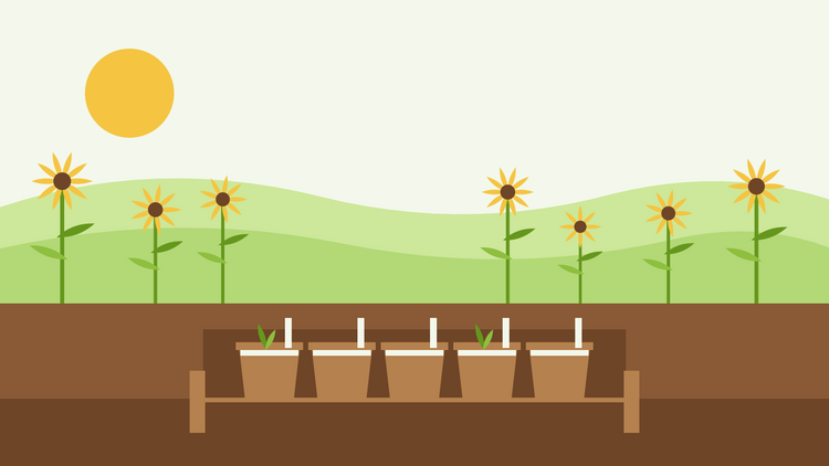Hoe kwek je vaste planten uit zaad — platte illustratie van terracotta potten met gezaaid zaad en een laag grind als afdekking in een houten ingraafbak, met zonnebloemen op de achtergrond
