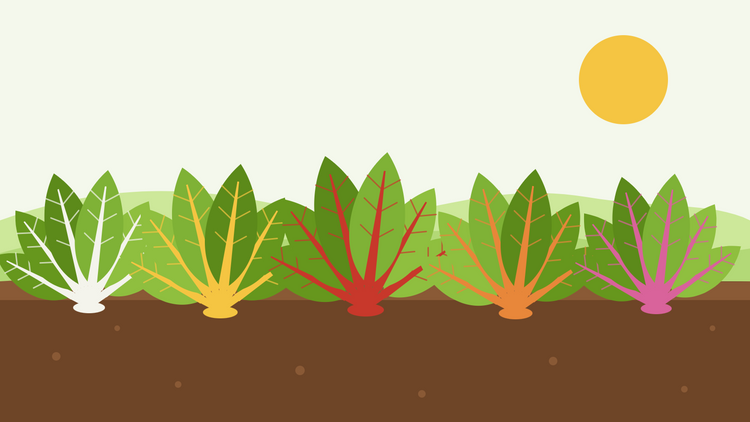 Snijbiet zaaien en kweken — platte illustratie van een rij regenboogsnijbietplanten met witte, gele, rode, oranje en roze stelen en glanzende groene bladeren in een donker aardbed onder de zon