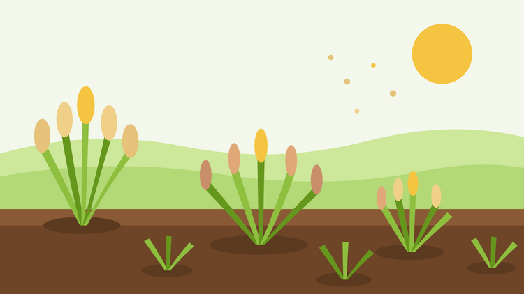 Siergrassen uit zaad — platte illustratie van pollen siergrassen met goudkleurige, pluimachtige aren in een border onder een stralende zon