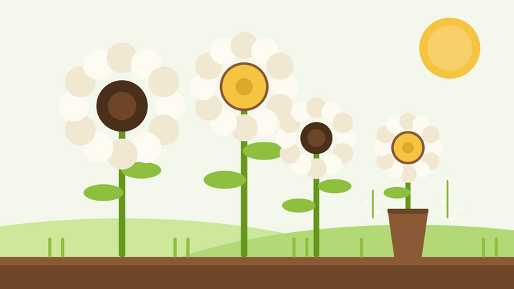 Witte zonnebloemen voor snijbloemen — platte illustratie van romig witte zonnebloemen met donkere en gouden harten naast een vaas in een tuin