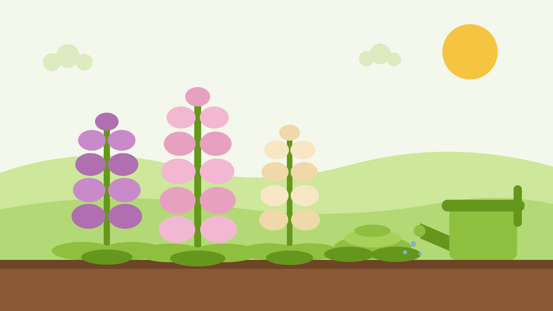 Dalmatian foxglove care — flat illustration of three foxglove spires with leaf rosettes, a mulched border and a watering can