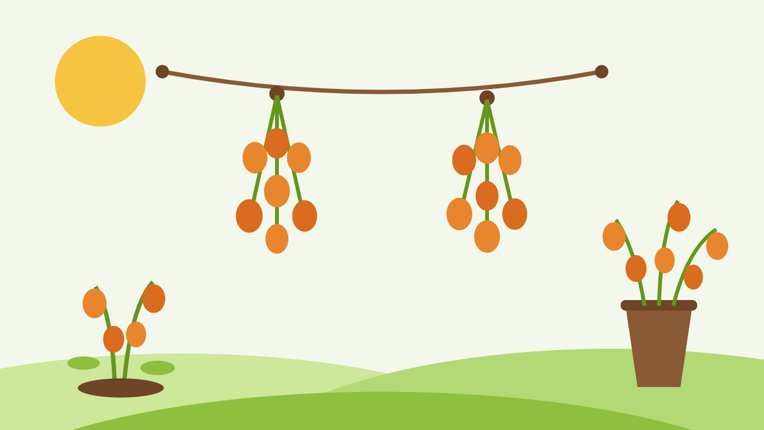 Hoe je Chinese lampionnen droogt — vlakke illustratie van oranje Physalis-peulen die in trossen aan een droogdraad hangen, naast een vaas met gedroogde stelen
