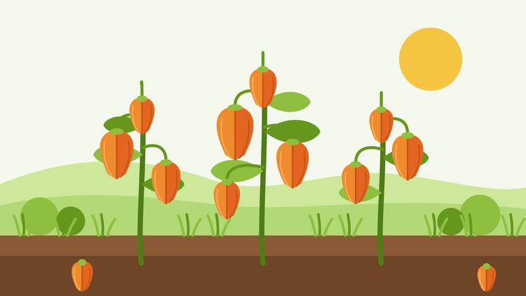 Hoe je ooievaarsbek-lampionplanten (Physalis alkekengi) kweekt vanuit zaad — vlakke illustratie van Physalis alkekengi-planten met hangende oranje papieren lampionnen boven een tuinbed