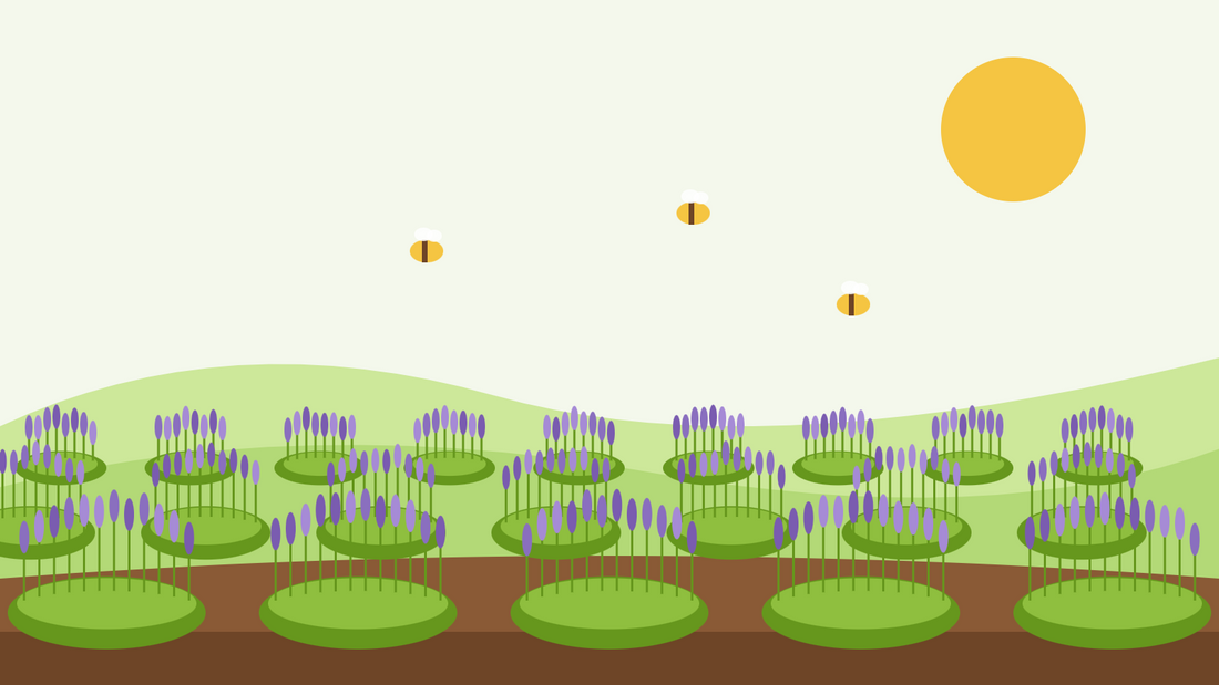 How to grow lavender from seed — flat illustration of rows of flowering English lavender bushes on green hills with bees and a yellow sun