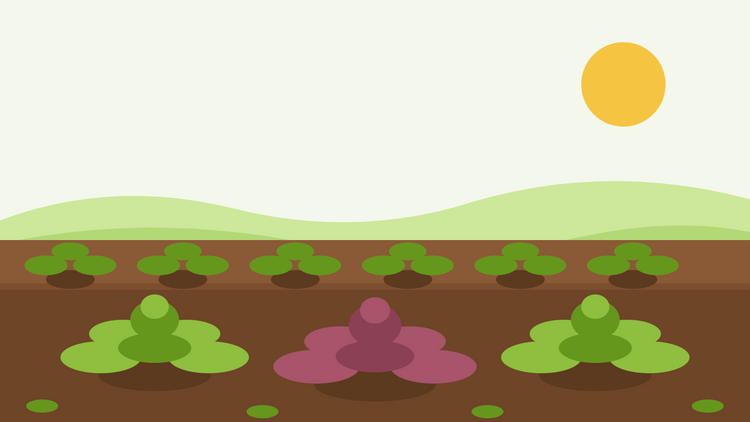 Hoe kwek je mosterdgroenten uit zaad — platte illustratie van een moestuinbed met groene en rode Brassica juncea rozetjes in rijen onder een felle zon