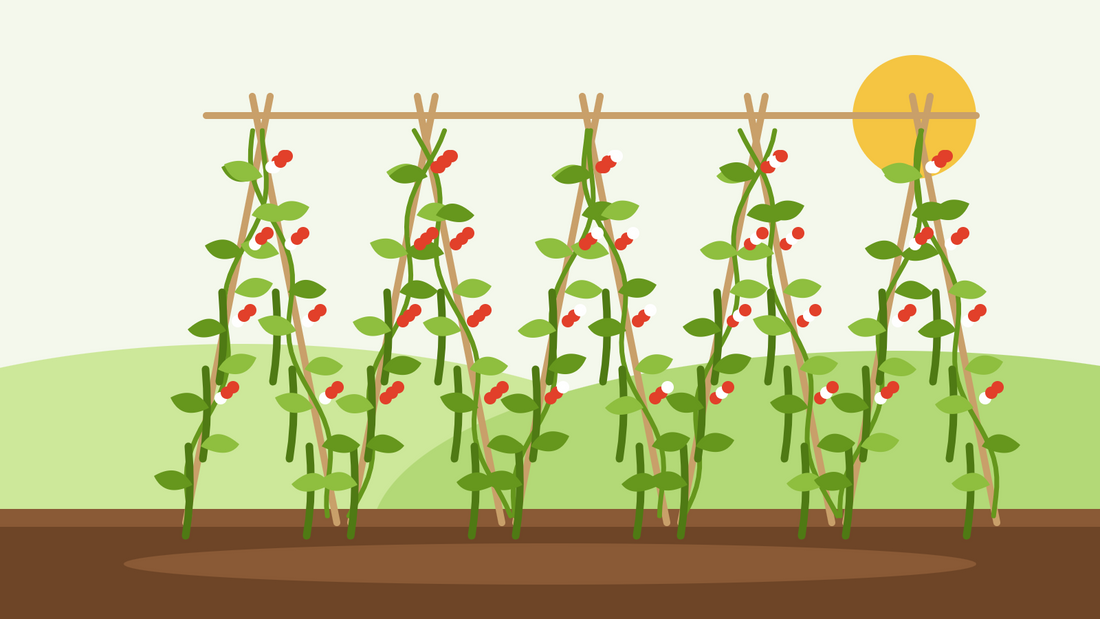 Pronkbonen kweken uit zaad — vlakke illustratie van een dubbele rij bonenstokken vol klimmende pronkbonen met scharlakenrode en witte bloemen en hangende peulen