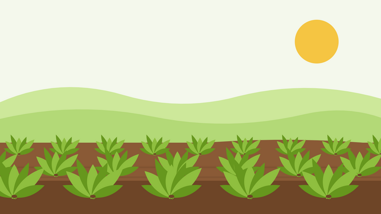Hoe kwek je spinazie uit zaad — platte illustratie van rijen breedgebladerde spinazieplanten in donkere grond onder een lage herfstzon