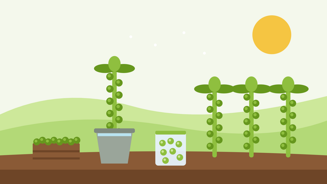 Spruitjes bewaren — vlakke illustratie van een afgesneden spruitkoolstronk in een emmer water, een kist geplukte spruitjes, een diepvrieszak en planten die nog in het bed groeien
