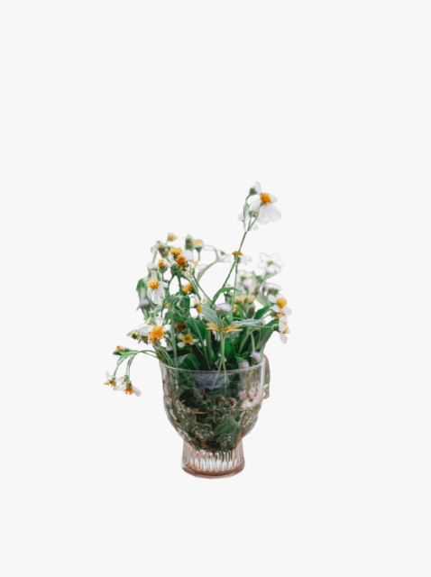 collection_image