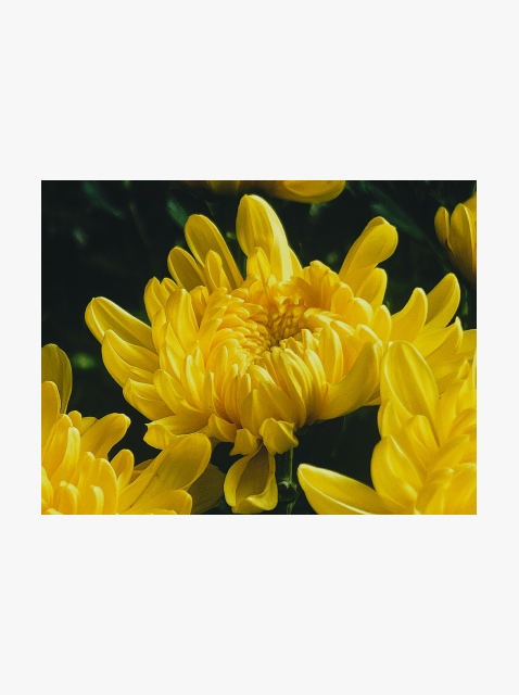 collection_image