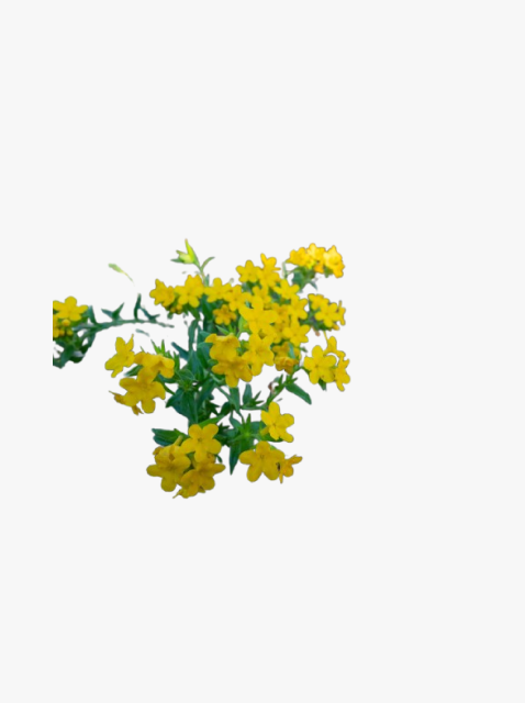 collection_image
