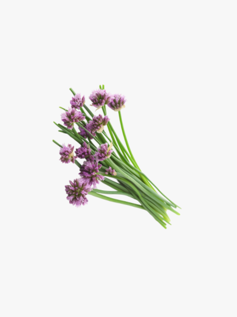 collection_image
