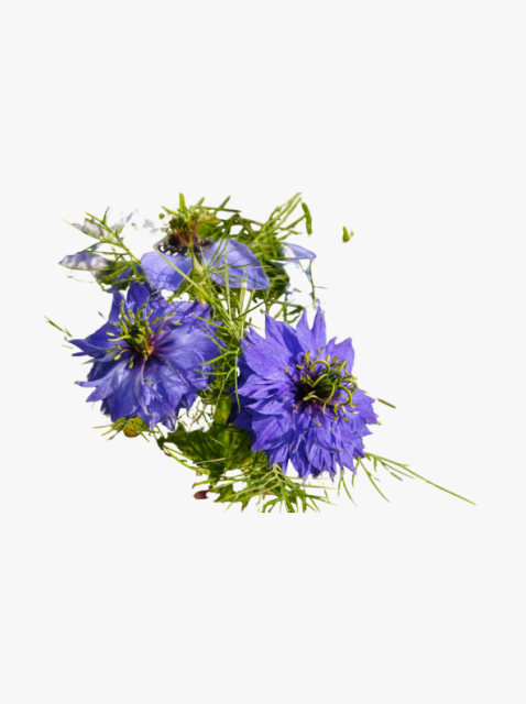 collection_image