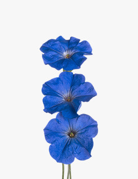 collection_image