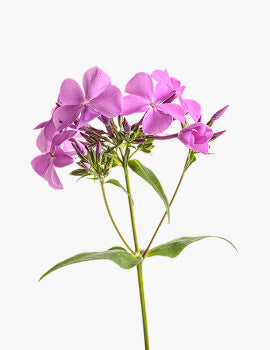 collection_image