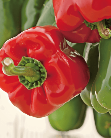 Graines bio de poivron doux California Wonder (Capsicum annuum) – légume annuel