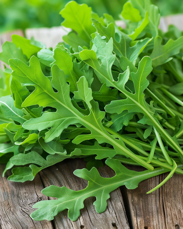 Graines de roquette (Eruca sativa) – légume annuel bio