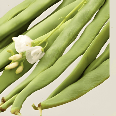 Graines de haricot à rames Emergo (Phaseolus coccineus) – légume annuel bio