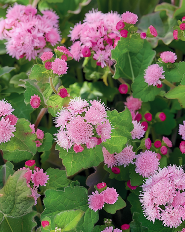 Graines de Flossflower Pink Ball (Ageratum houstonianum) – fleur annuelle