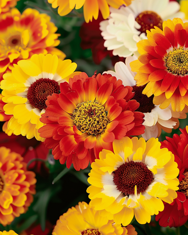 Graines Mixed (Chrysanthemum carinatum) – fleur annuelle