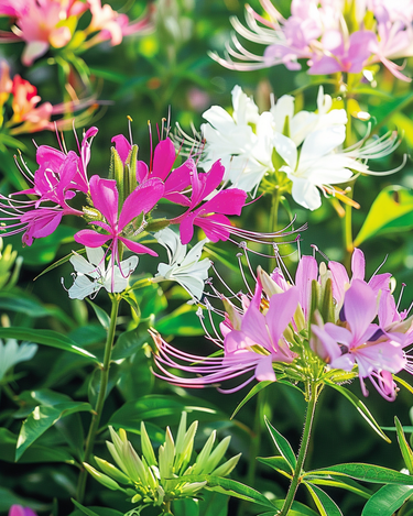 Spiderflower Colour Fountain Mix seeds (Cleome hassleriana) – annual flower