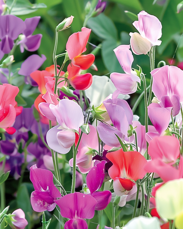 Graines de Sweet Pea Royal Family Mixed (Lathyrus odoratus) – fleur annuelle