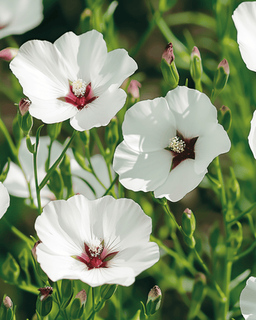 Flax Bright Eyes seeds (Linum grandiflorum) – annual flower