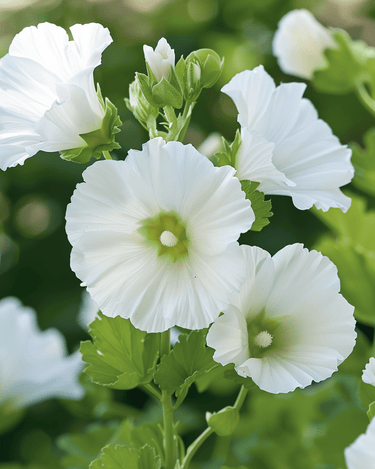 Graines White Queen (Malope trifida) – fleur annuelle