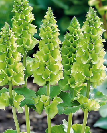 Graines de Molucella Irish Bells Cut (Moluccella laevis) – fleur