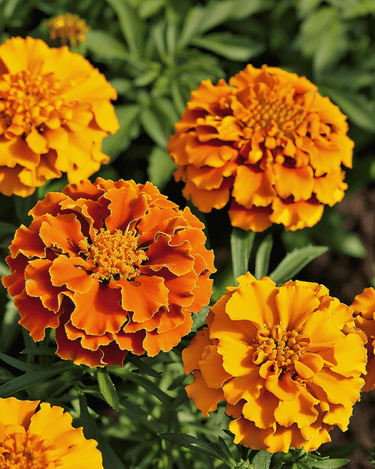 Graines d'œillet d'Inde Bolero (Tagetes patula) – fleur annuelle