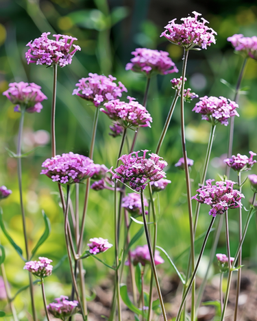 Graines de verveine de Buenos Aires (Verbena bonariensis) – fleur annuelle