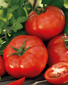 Graines De Tomate Moneymaker Solanum Lycopersicum Annuelle