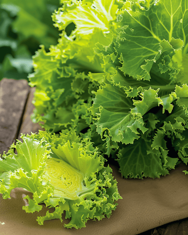 Curled Endive White seeds (Cichorium endivia) – annual vegetable