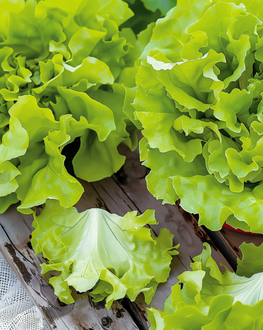 Graines de laitue à couper Australische Gele (Lactuca sativa) – légume annuel