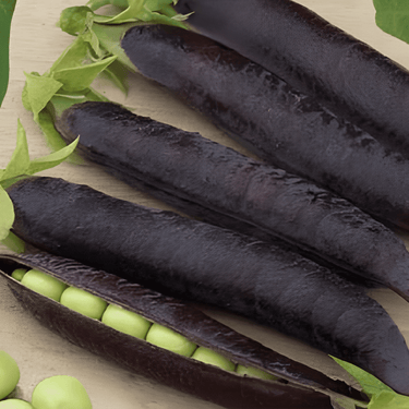 Graines de pois Ezethas Krombek Blue Podded (Pisum sativum) – légume annuel
