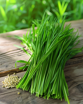 Cat Grass Seeds Hordeum Vulgare Annual Barley