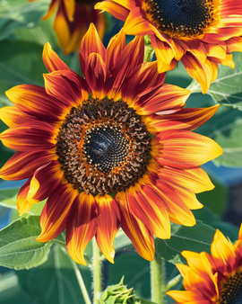 Sunflower Ring Of Fire Seeds Helianthus Annuus Annual