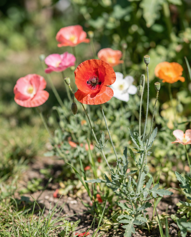 Klaproos Single Flowered Mix zaden – eenjarige bloem