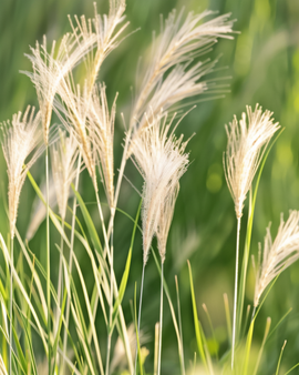 Vedergras Zaden Stipa Tenuissima Meerjarig Ponytails