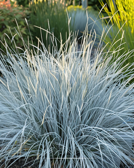 Fétuque bleue graines Festuca Glauca graminée vivace variété Festina