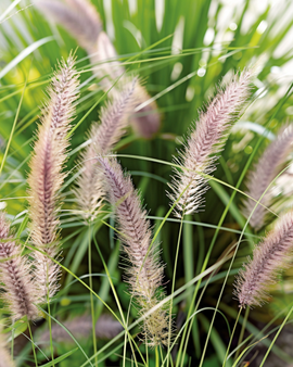 Lampenpoetsersgras zaden Pennisetum Alopecuroides vast