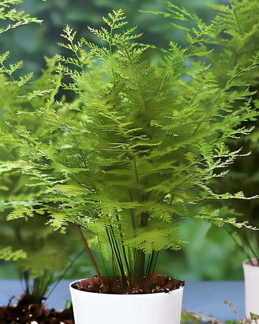 Graines de fougère de dentelle plante d'intérieur (Asparagus setaceus) – plante d'intérieur vivace