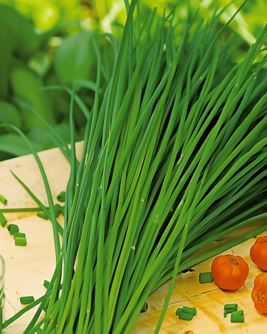 Chinese bieslook zaden (Allium tuberosum) – meerjarig kruid