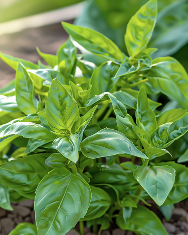 Graines de basilic à petites feuilles (Ocimum basilicum) – herbe aromatique annuelle